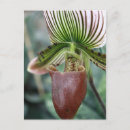Suche nach damenschuh Orchidee