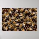 Suche nach bestäubung poster Natur