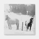 Suche nach pferdeliebhaber magnete Pferdephotographie