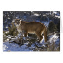 Suche nach berglöwe postkarten Mary ann mcdonald