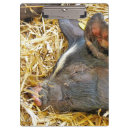 Suche nach niedliches schwein klemmbrett Nutztiere