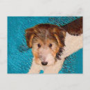 Suche nach original postkarten Hund