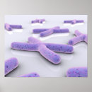 Suche nach chromosomen poster Biomedizinische illustrationen