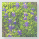 Suche nach bluebonnets untersetzer Blumen