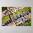 Suche nach texas bluebonnet poster Wiese