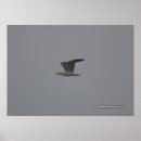 Suche nach wing poster Fotografie
