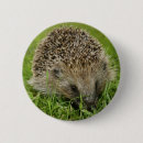 Suche nach igel buttons Niedlich