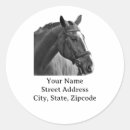 Suche nach pferderennen aufkleber Reitsport