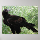 Suche nach eagle poster Federn