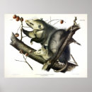 Suche nach opossums poster Didelphis virginiana