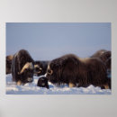 Suche nach moschusochse poster Schnee