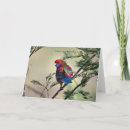Suche nach rosella karten Vogelvogel