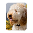 Suche nach labradoodle waren magnete Kalifornien
