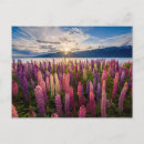 Suche nach neuseeland postkarten Lupine