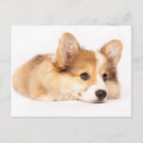 Suche nach corgi postkarten Niedlich