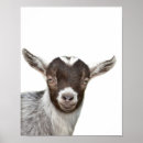 Suche nach ziege poster Bauernhaus