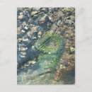 Suche nach seeigel postkarten Ozean