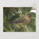 Suche nach singvögel postkarten Vogel