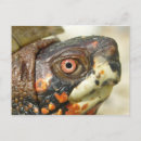 Suche nach reptilien postkarten Schildkröten