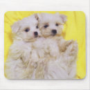 Suche nach maltesische mousepads Niedlich