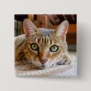 Suche nach katze buttons Tiere