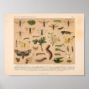 Suche nach motten poster Entomologie
