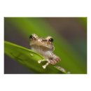 Suche nach el yunque poster Frosch