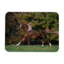 Suche nach arabisches pferd magnete Reiter