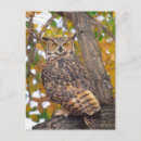 Suche nach virginia uhu postkarten Bubo virginianus