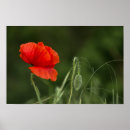 Suche nach blumenfoto poster Wildblumen