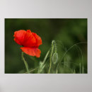 Suche nach blumenfoto poster Wildblumen