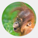 Suche nach glücklicher affe aufkleber Tiere