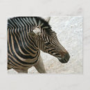 Suche nach zebra postkarten Weiß