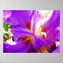 Suche nach purple iris poster Flower