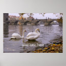 Suche nach swan poster Fluss