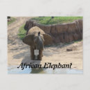 Suche nach afrikanischer elefant postkarten Säugetier