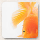Suche nach goldfisch untersetzer Schwimmen