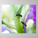 Suche nach ameisen poster Entomologie