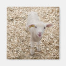 Suche nach lamm magnete Baby