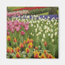 Suche nach keukenhof magnete Blüte