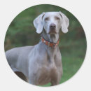Suche nach weimaraner aufkleber Tier
