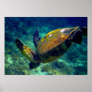 Suche nach meeresschildkröten hawaii poster Hawaiisch