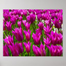 Suche nach lila tulpe poster Pflanze