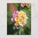 Suche nach mahlzeiten postkarten Blume