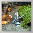 Suche nach blauer frosch poster Pfeil