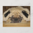 Suche nach mops spaß postkarten Niedlich