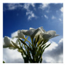 Suche nach blauer himmel und weiße wolken poster Blume