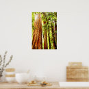 Suche nach redwood poster Natur