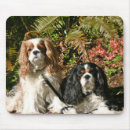 Suche nach spaniels mousepads König charles spaniel