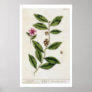 Suche nach grüner tee poster Blumen
